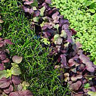 microgreen seeds...