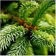 grow your very own...